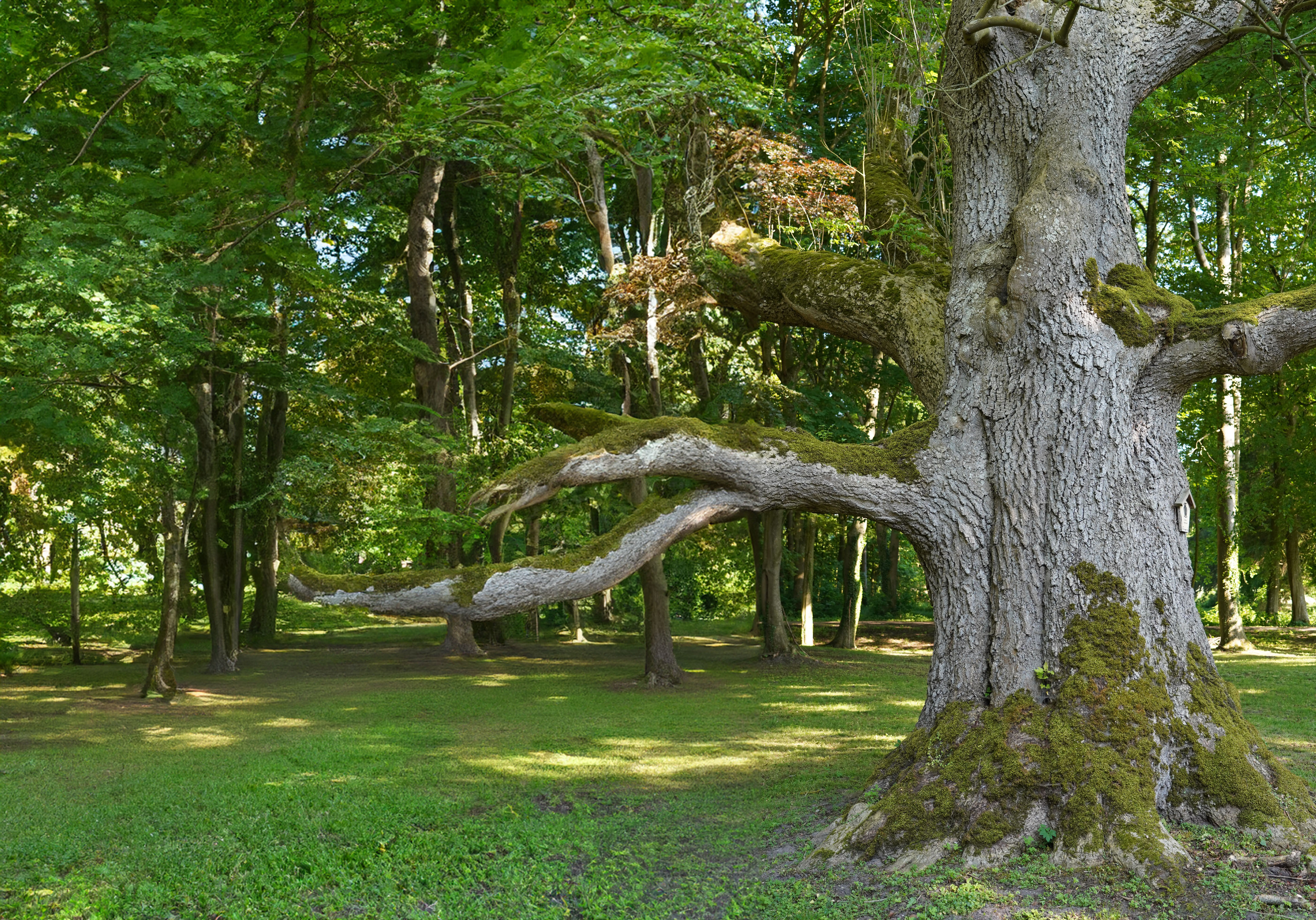 Baum
