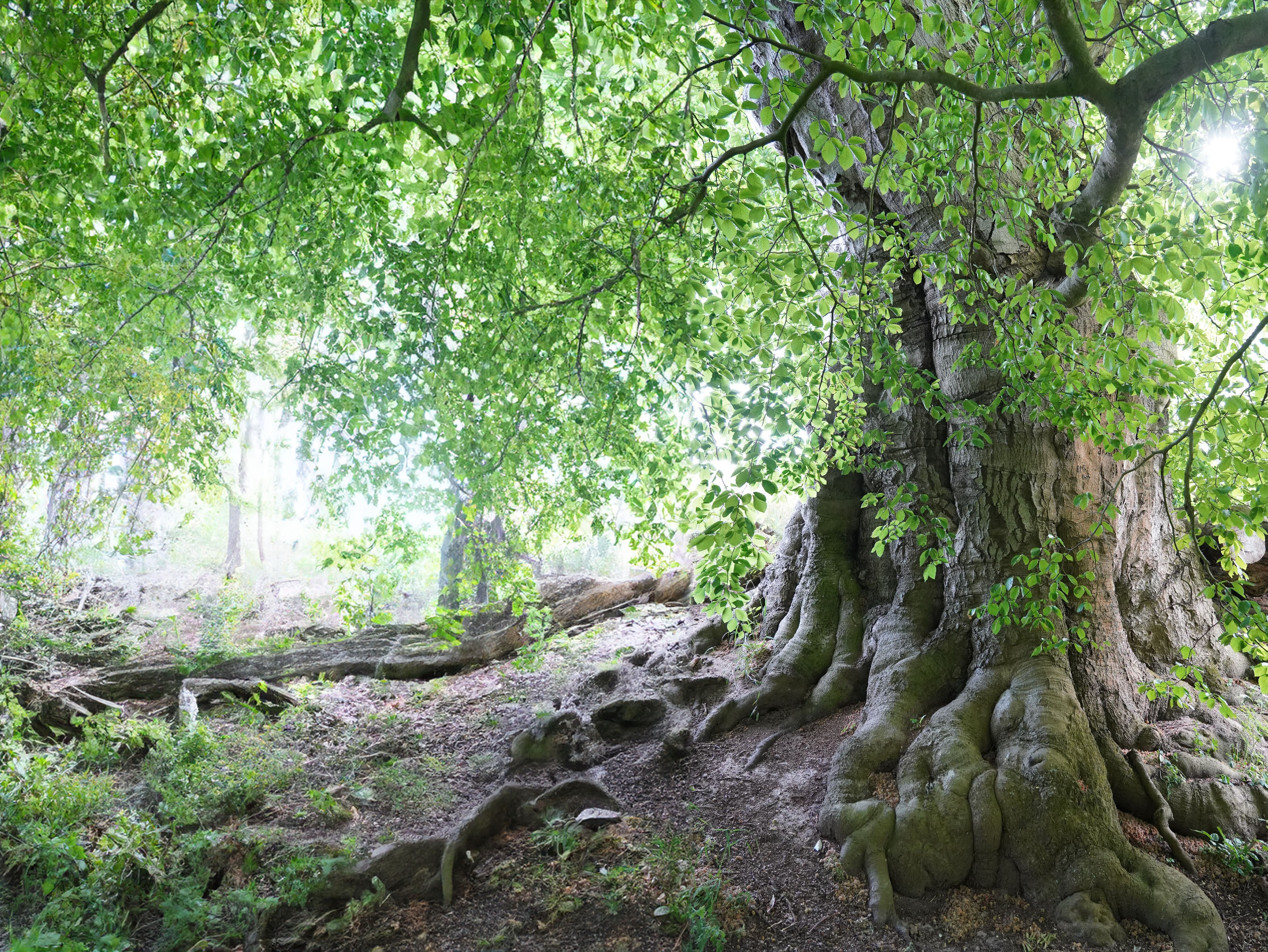 Baum