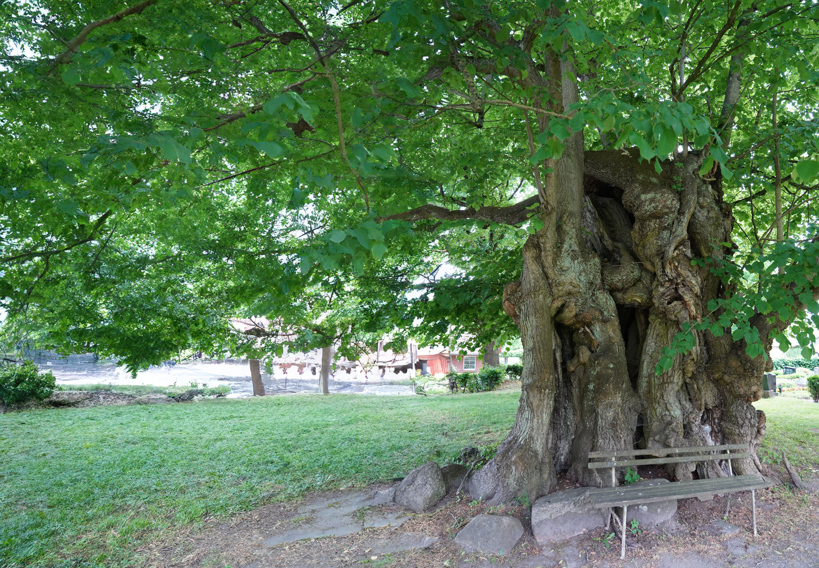 Baum