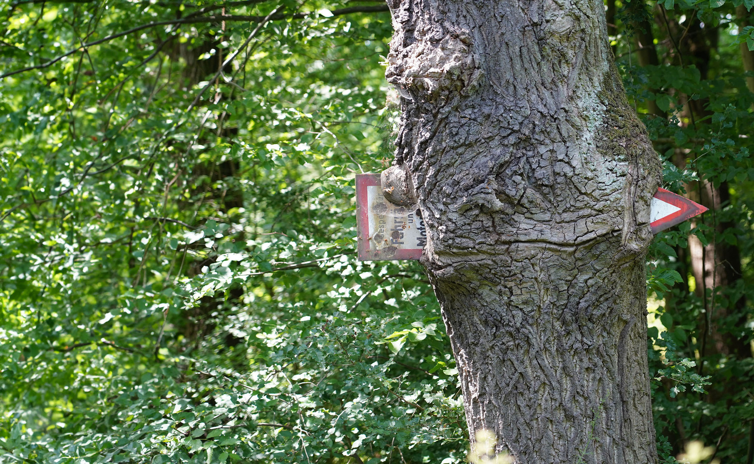 Baum mit Wegweiser
